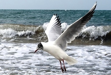 Black Headed Gull