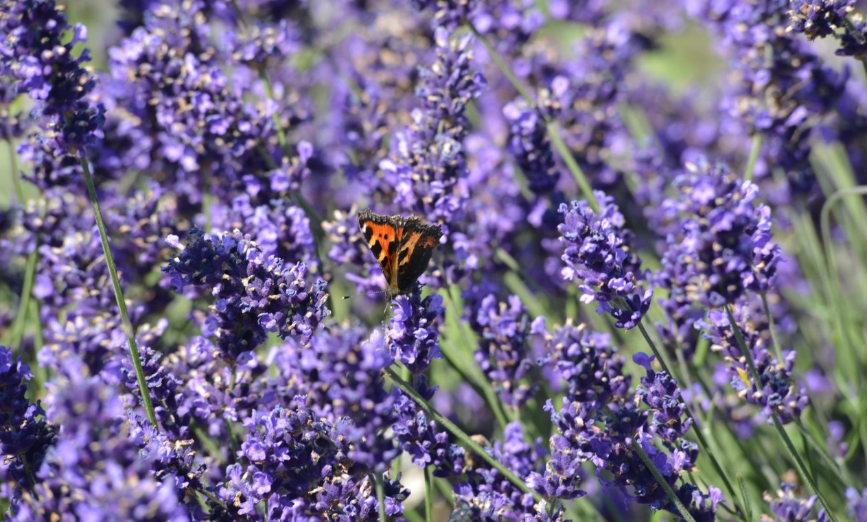 Plant Lists for Slessor Gardens