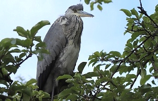 Grey Heron