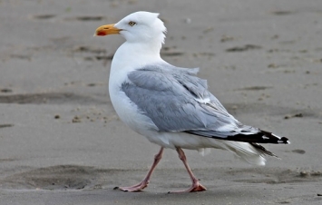 Herring Gull