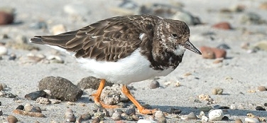 Turnstone