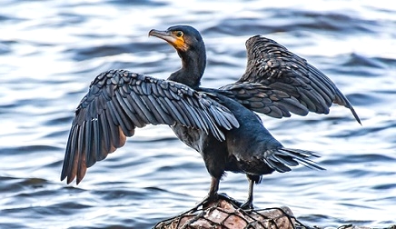 Cormorant