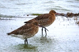 Curlew