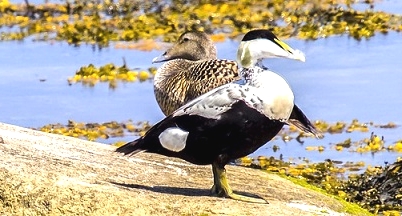 Eider