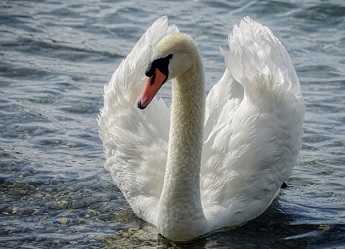 mute swan