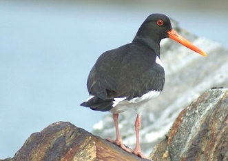 Oystercatcher