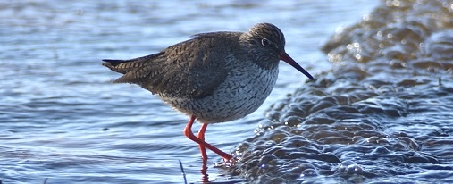 Redshank